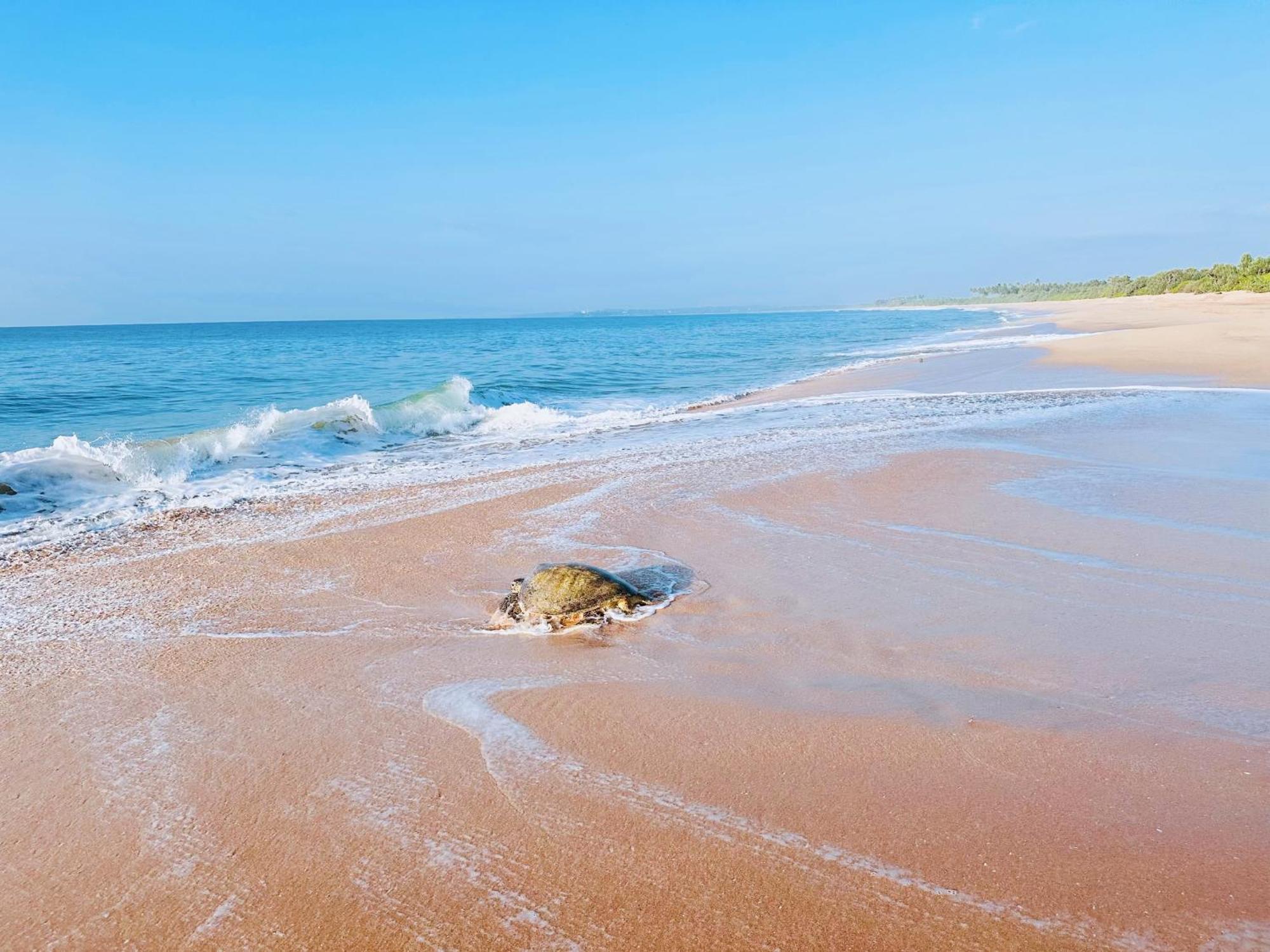 Shine Wave Turtle Beach Tangalle Ngoại thất bức ảnh