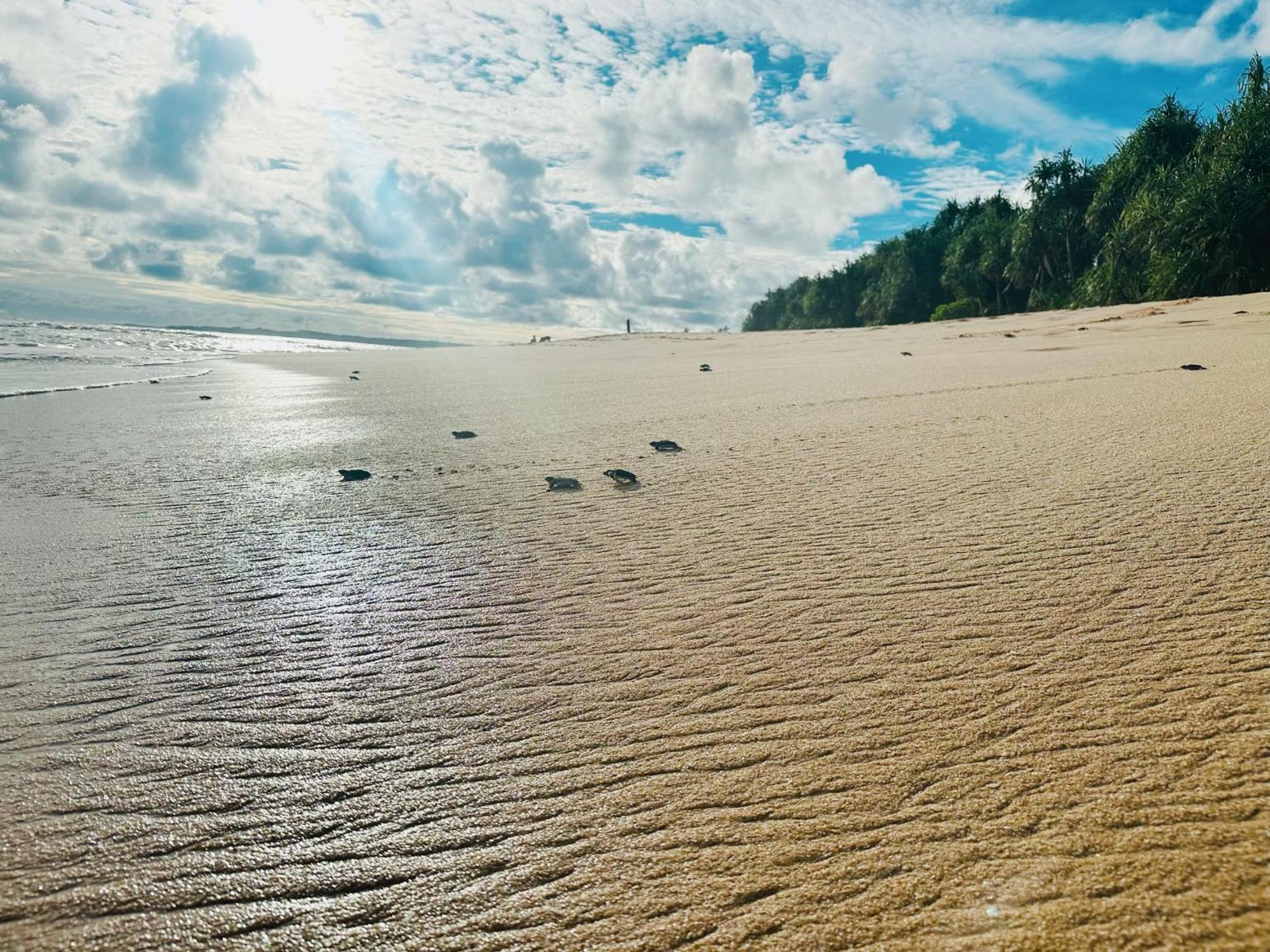 Shine Wave Turtle Beach Tangalle Ngoại thất bức ảnh