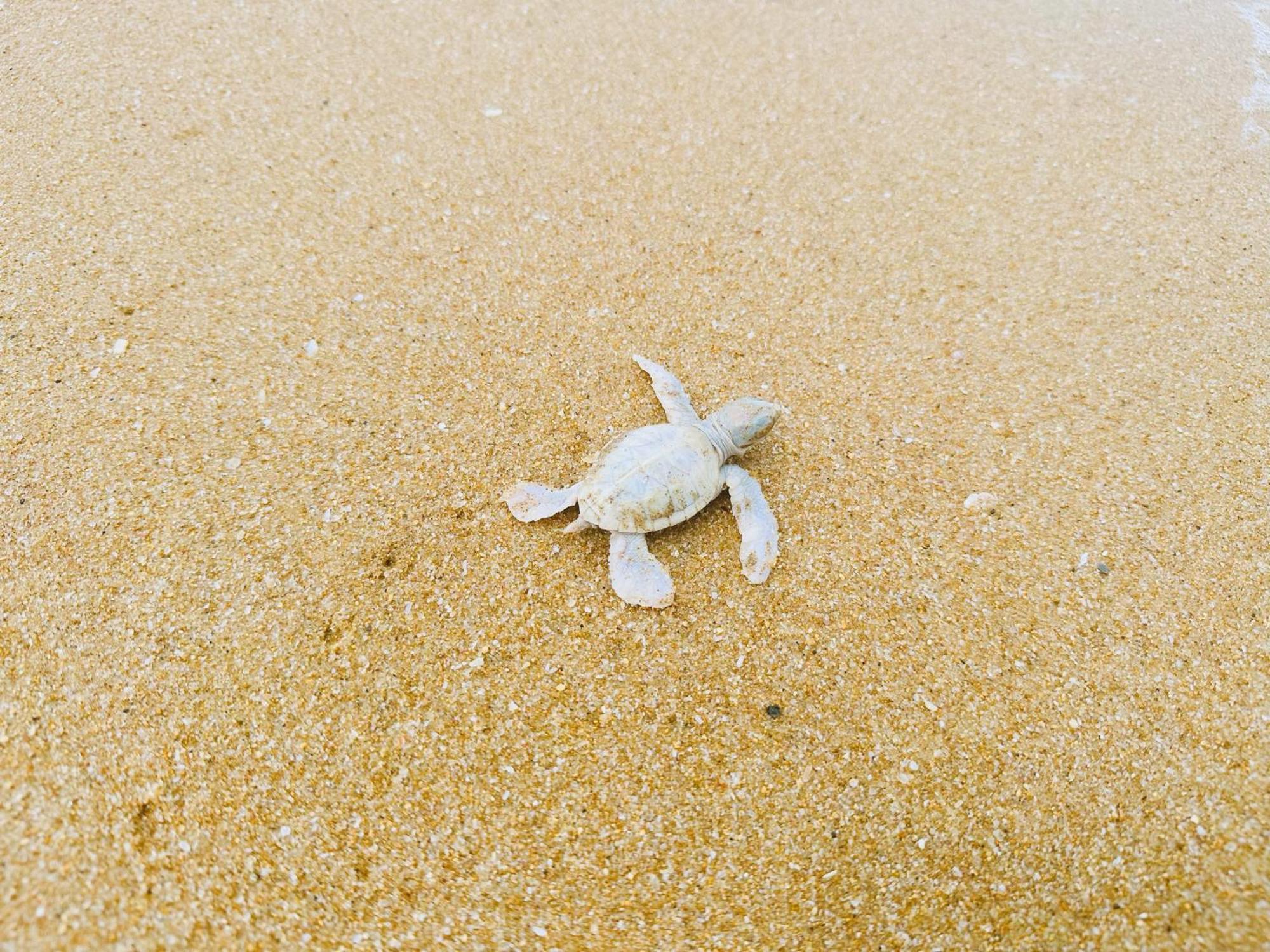 Shine Wave Turtle Beach Tangalle Ngoại thất bức ảnh